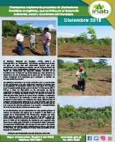 pINAB y Champerico plantacion forestal con fines energeticos