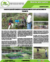 pinabenquichefomentaplantacionesdepinabete